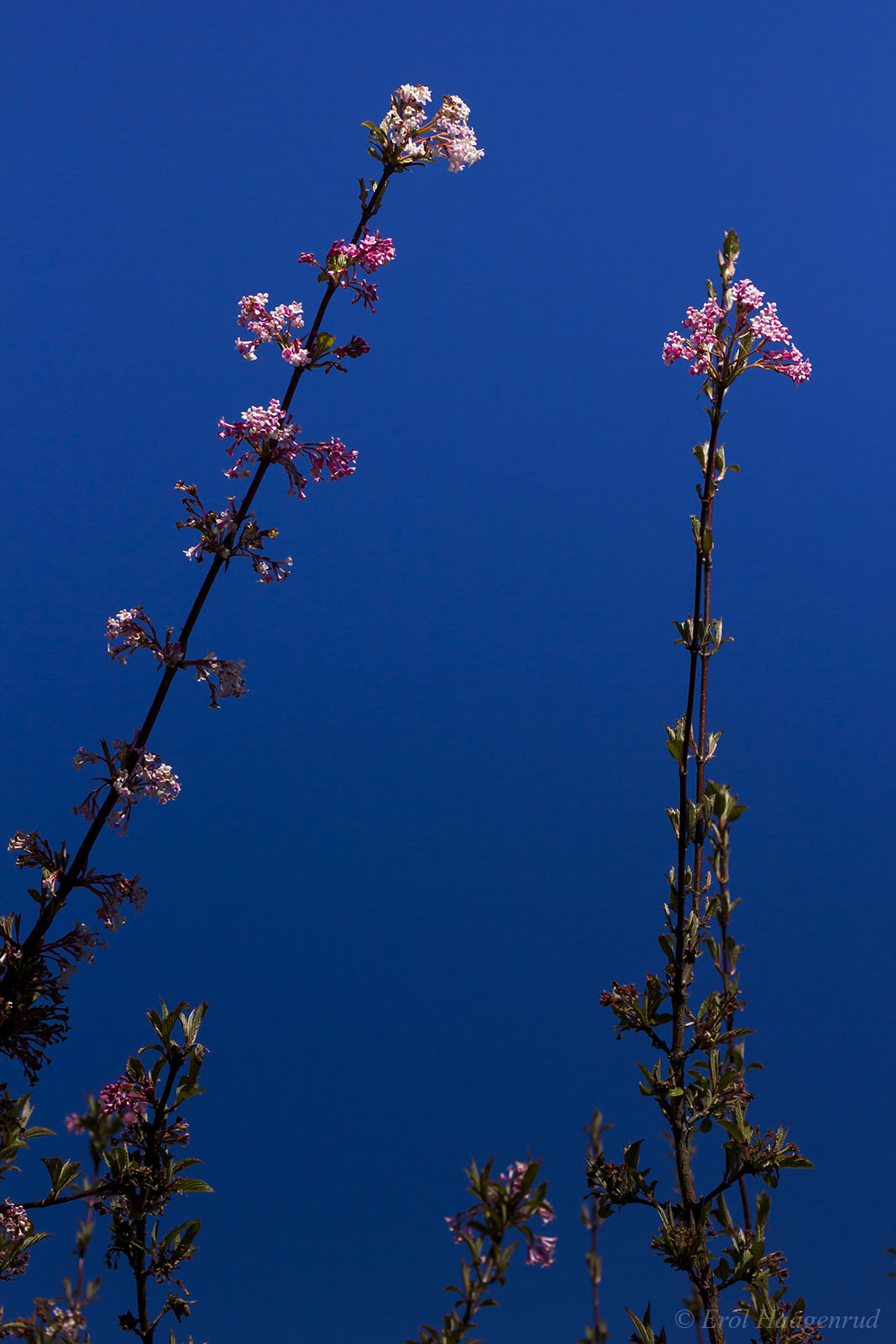 Garden Flower (From the series: The Dull Places)